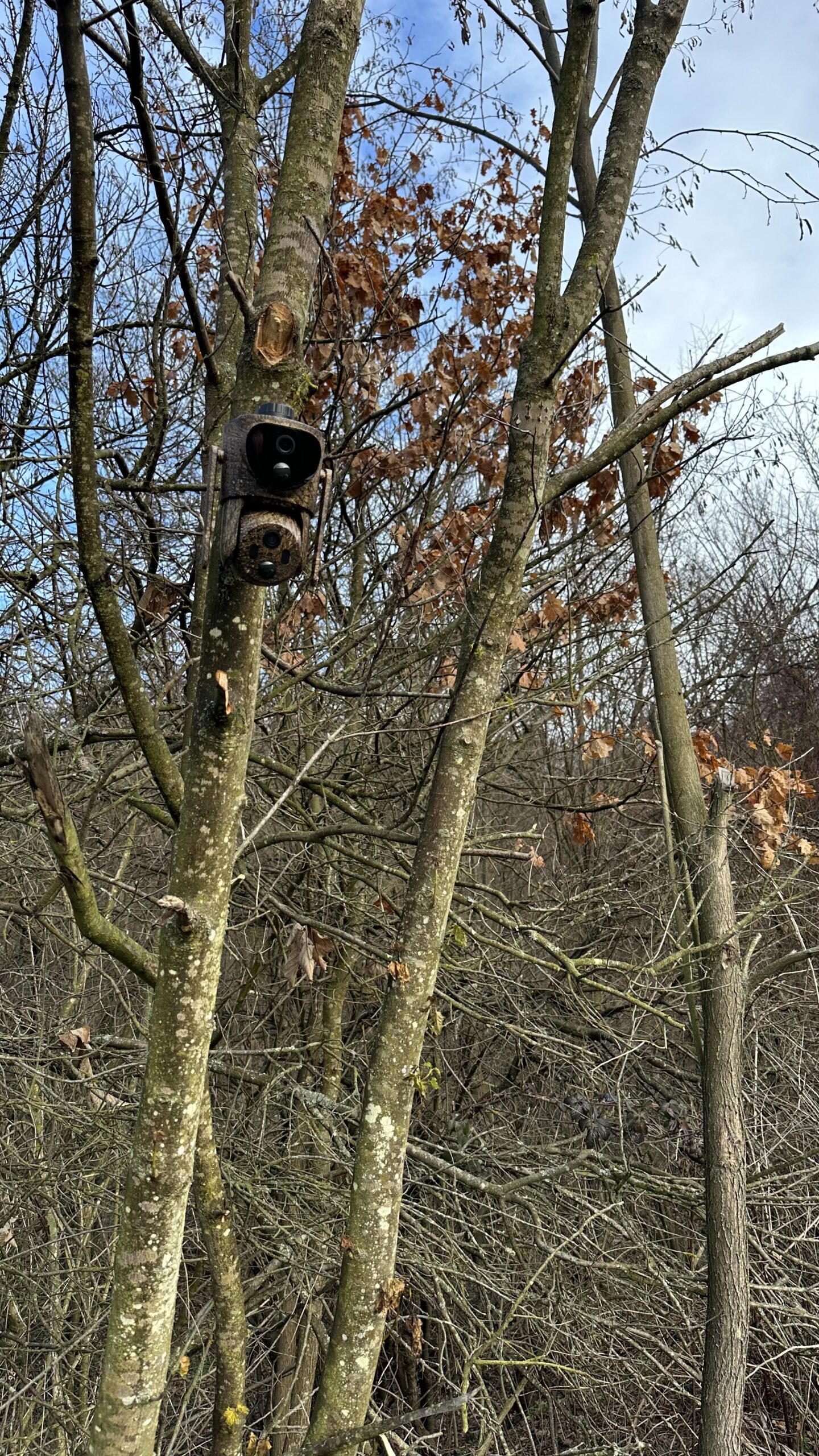 ForestCamLive F7Gps - imagine 4