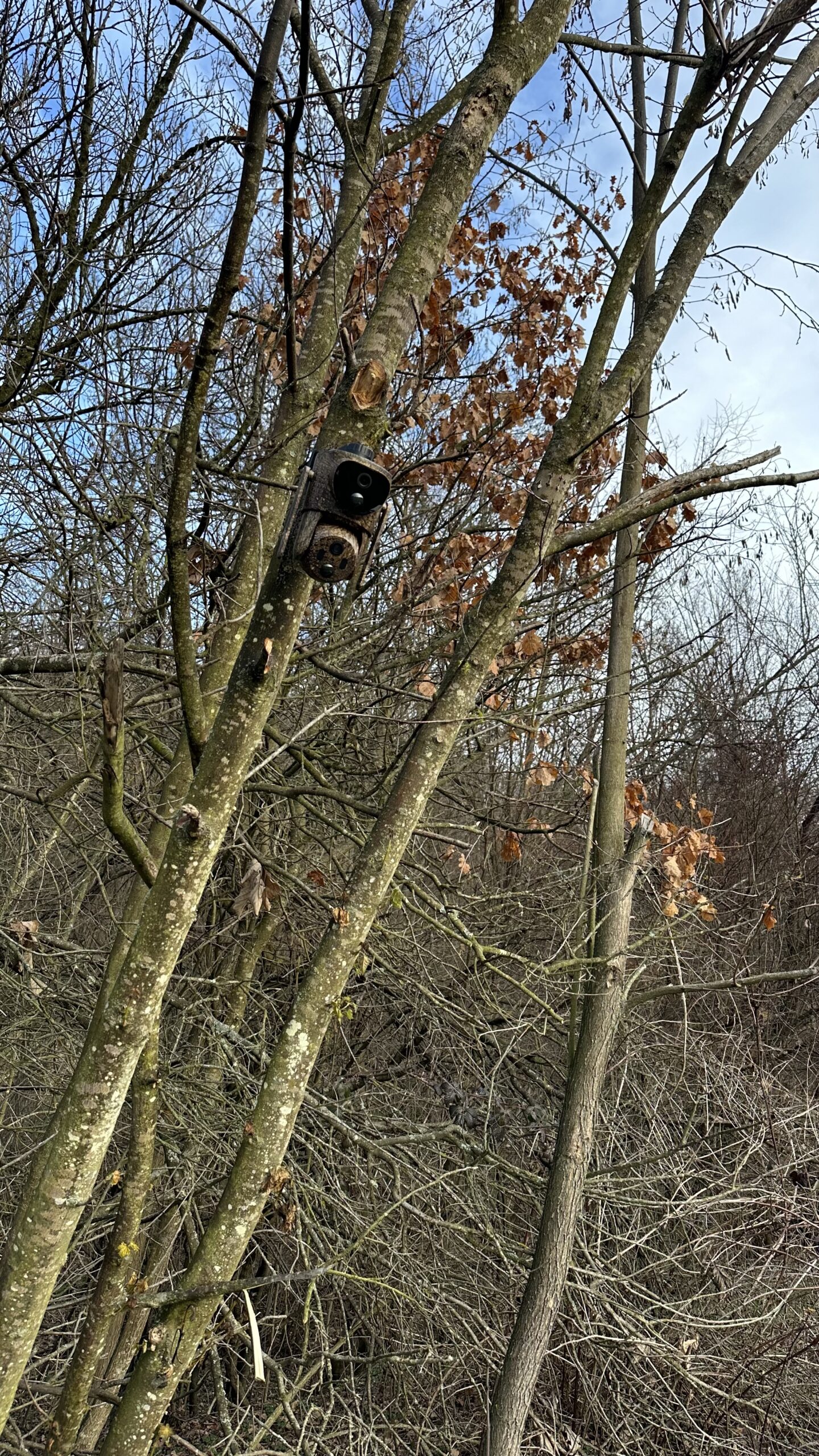 ForestCamLive F7Gps - imagine 2