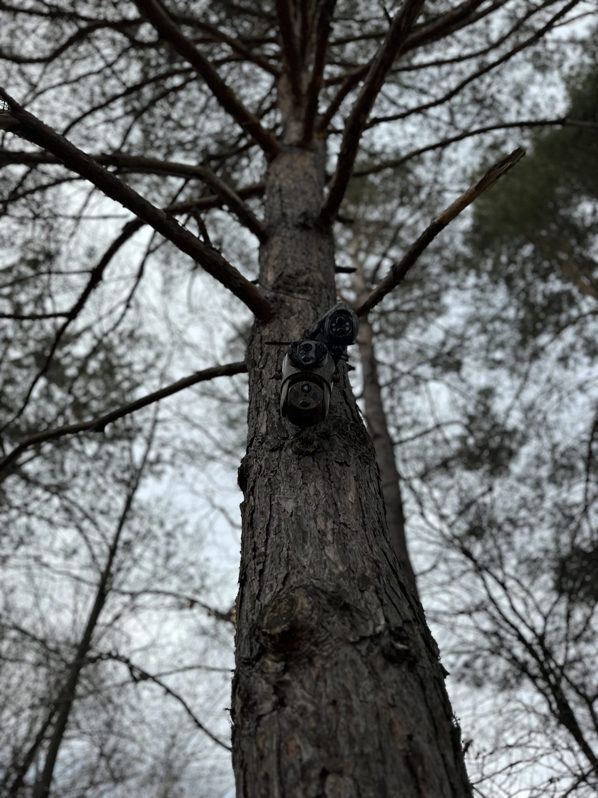 ForestCamLive F7Gps - imagine 3